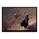 Camel-ride in Egypt posters