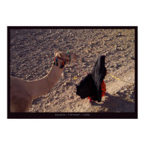 Camel-ride in Egypt posters