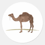 Camel Round Stickers