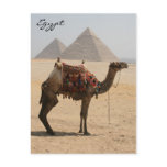 camel show pyramid postcards