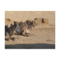 Camel Sitting - Customized postcards by lilman81590 Camel Sitting - Customized postcards