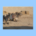 Camel Sitting postcards