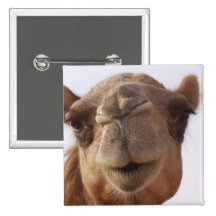Camel Square Pin