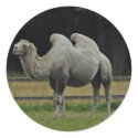 Camel stickers by Thorninger Camel stickers