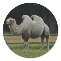 Camel stickers by Thorninger Camel stickers