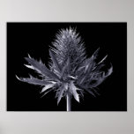 Camel thorn poster