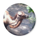 Camel Time! Refrigerator Magnet