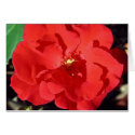Camelia cards