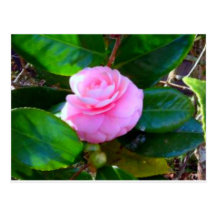 Camelia de los Sweeties Tarjeta Postal