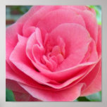 Camelia Hot Pink Print