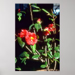 Camelia Japonica A. Audusson (Common Camellia) Pin Print