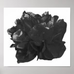 Camelia Pop Grey Poster