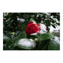 Camelias in the Snow posters by C00L_AC Camelias in the Snow posters
