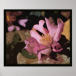 Camellia Art Print
