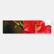 Camellia Bumper Stickers