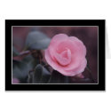 Camellia cards by JFFLETCHER Camellia cards