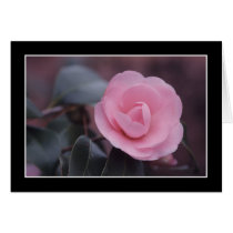 Camellia cards by JFFLETCHER Camellia cards