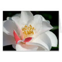 Camellia cards by mlane53 Camellia cards