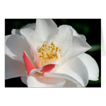 Camellia cards by mlane53 Camellia cards
