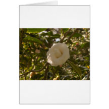 Camellia Cards
