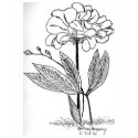 Camellia Drawing t-shirts