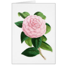 Camellia, Duchesse De Nassau Cards