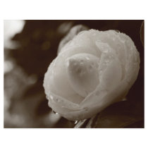 Camellia flyers