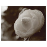 Camellia flyers