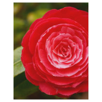 Camellia flyers by gavila_pt Camellia flyers