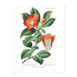 Camellia japonica post cards