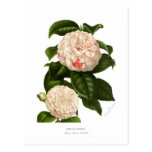 Camellia japonica postcard