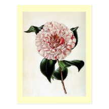 "Camellia Japonica" Vintage Illustration Postcard