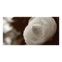 Camellia Photo Card