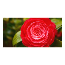 Camellia photo cards