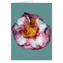 Camellia Pink Gift cards