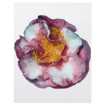 Camellia Pink Gift flyers