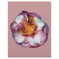Camellia Pink Gift letterhead