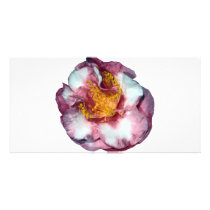 Camellia Pink Gift photo cards