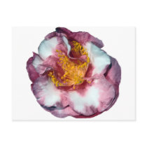 Camellia Pink Gift postcards