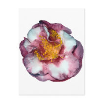 Camellia Pink Gift postcards