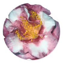 Camellia Pink Gift stickers by kphotos Camellia Pink Gift stickers