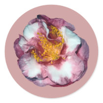 Camellia Pink Gift stickers by kphotos Camellia Pink Gift stickers
