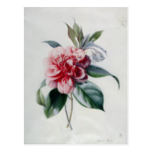 Camellia Post Card