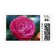 Camellia stamp