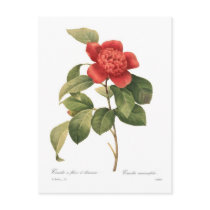 Camellia Postcard
