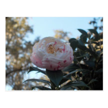 Camellia Postcard