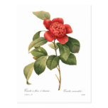 Camellia Postcard