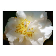 Camellia print