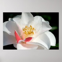 Camellia Print