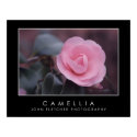 Camellia Poster w/ Borders posters by JFFLETCHER Camellia Poster w/ Borders posters